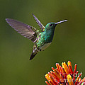 Snowy-bellied Hummingbird