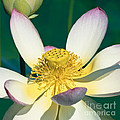Lotus Blossom