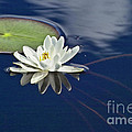White Water Lily